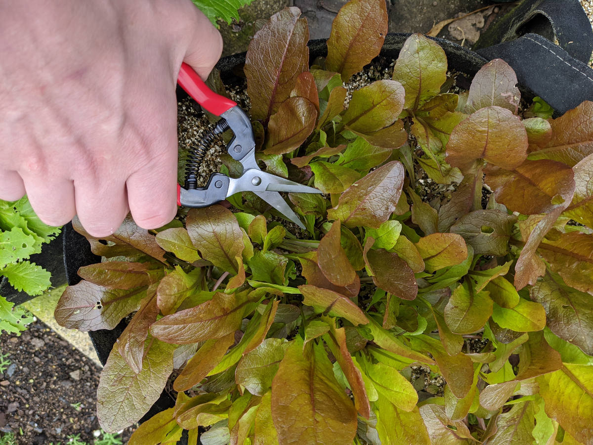 thinning seedlings